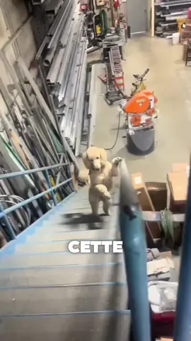 un chien un peu chelou...