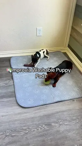 Every dog owner needs these. 🐶 I switched to the Improvia Washable Puppy Pads, and I haven’t looked back. They’re reusable, leakproof, quick-drying, and machine washable, making puppy training and everyday messes so much easier. I use mine for potty training, under water bowls, inside crates, in the car, and to protect furniture. If you’re tired of constantly buying disposable pads, these are worth checking out. #tiktokshopcreatorpicks #summeressentials #tiktokshopsummersale #dog #dogsoftiktok 