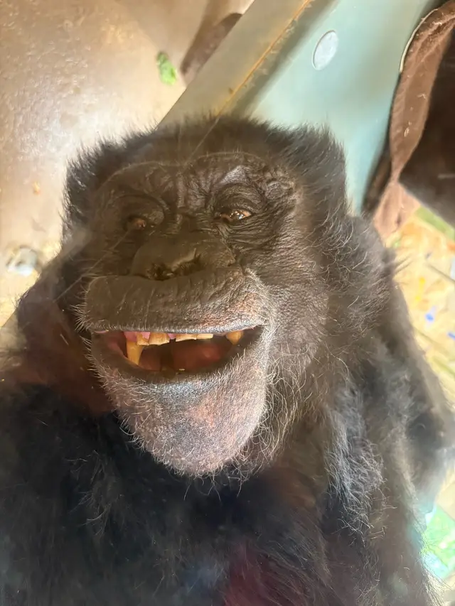 Here are some goofy pictures I took of Arthur while he was lying upside down. He’s the biggest chimp at the Indy Zoo but can be just as goofy as the younger chimps. 