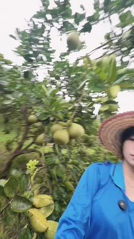 #ส้มโอขาวใหญ่เวียงแก่น #พัณผลไม้เมืองเหนือ #พัณผลไม้บ้านสวน 