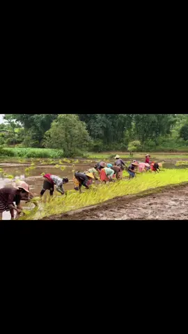 #ရွှေကီရာ16:8:8🐘🤍#သွုံꩻစံꩻနွောင်ꩻဒျာႏဝင်ꩻသြ😍
