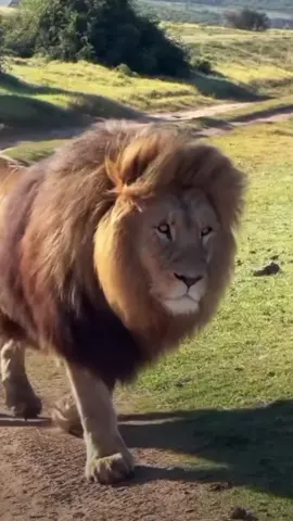 #🦁✍️☝️💯🤟👑 