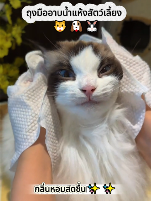สัตว์เลี้ยงไม่ชอบอาบน้ำเลย🥺 ถุงมือเช็ดตัวอันนี้ช่วยได้เลย ไม่ต้องล้างน้ำ กลิ่นหอมสดชื่นมาก#ถุงมือเช็ดสัตว์เลี้ยง #ถุงมืออาบน้ำสัตว์ #ถุงมือทำความสะอาดสัตว์#สัตว์เลี้ยง #ดูแลสัตว์เลี้ยง #สินค้าสัตว์เลี้ยง #หมา #แมว #กระต่าย#ใช้ดีบอกต่อ #รีวิวสินค้า #ของใช้เลี้ยงสัตว์ #สินค้าประหยัด #สินค้าสัตว์ฮิต#ไม่อยากอาบน้ำสัตว์ #ดูแลขนสัตว์ #กำจัดกลิ่นตัวสัตว์
