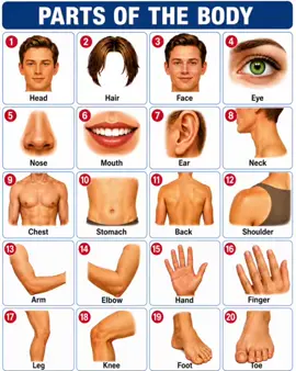 🧠 Can you name all 20 body parts in English? 👀 Learn 20 common body parts in just 1 minute! Perfect for kids, beginners, students, and daily English practice. 💬 Which word is new for you? Comment below! 👇 ❤️ Follow @KnowledgeNepal for more easy English lessons every day. #LearnEnglish #EnglishVocabulary #BodyParts #EnglishForBeginners #SpokenEnglish 