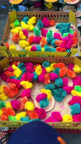 Lucunya anak ayam warna warni anak ayam kecil ayam piyik lucu sekali #tiktok #ayam #ayampiyik #funnyvideos #lucu 