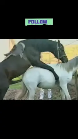 Horse Moments 🐎✨ | Enjoying the Beauty of Horse Life #TikTokGrowthChallenge #Horses #HorseLife #HorseMoments #HorseLovers #BeautifulHorses #Equestrian #Animals #FarmLife #ViralVideos #Nature 