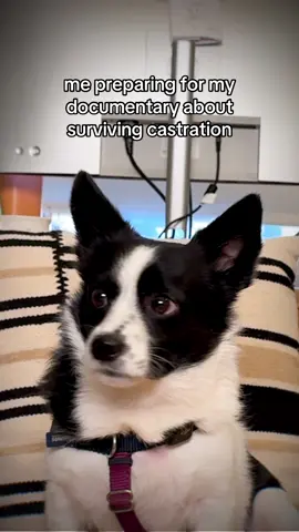 If you’re my hooman, wtf #documentary #pets #comedy