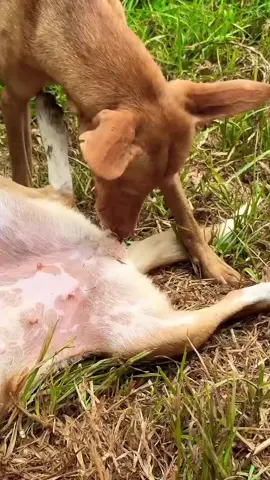 Wiat tiktok time new dog metting 🐕‍🦺🐕 x viedo viral faryou  grow acoubd 1M #1M #usa🇺🇸 #fypp #dogx #dogx 