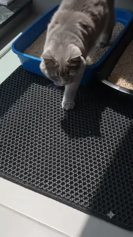 🐱 Chega de areia espalhada pela casa! O tapete coletor retém a areia das patinhas e deixa a limpeza muito mais fácil. 🛒✨ #Gatos #Pet #CasaLimpa #TapeteParaGatos #acessóriospet 