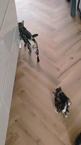 Me voy a quedar bizco de la cantidad de copias✨️ #Gatos #fyp #viral 