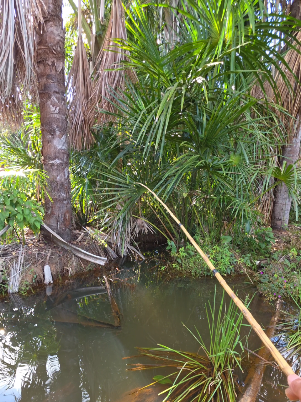 eu não imaginava que ia pegar peixe tão fácil assim #pescaria #fishing #peixe #pescador #pescaria 