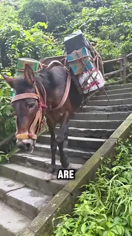 The Incredible Donkey Delivery Team #animals #tiktok #amazing #fyp #donkey 