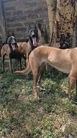 @#belgianmalinoisoftiktok. 