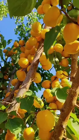 Uyghur Fruit Apricot Uruk 😋  #uygur #uyguryemekleri #uyghur #uyghurculture #uyghurfood 