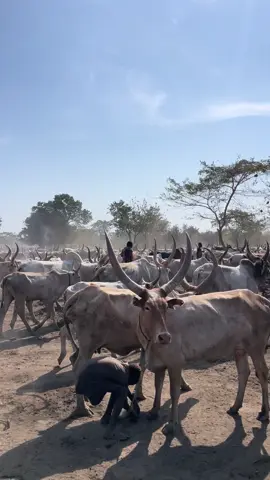 It’s time for grazing. 🐂🔔 The ropes come out, the bells start ringing, the cows begin mooing, and the entire Mundari cattle camp comes alive. Another day begins on the plains of South Sudan. 🇸🇸 #Mundari #SouthSudan #CattleCamp #TiangSafaris #tiangsafaris 