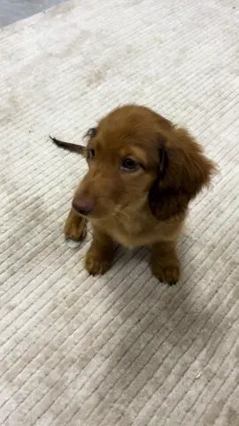 #minidachshund #minidachshundpuppy #puppy 