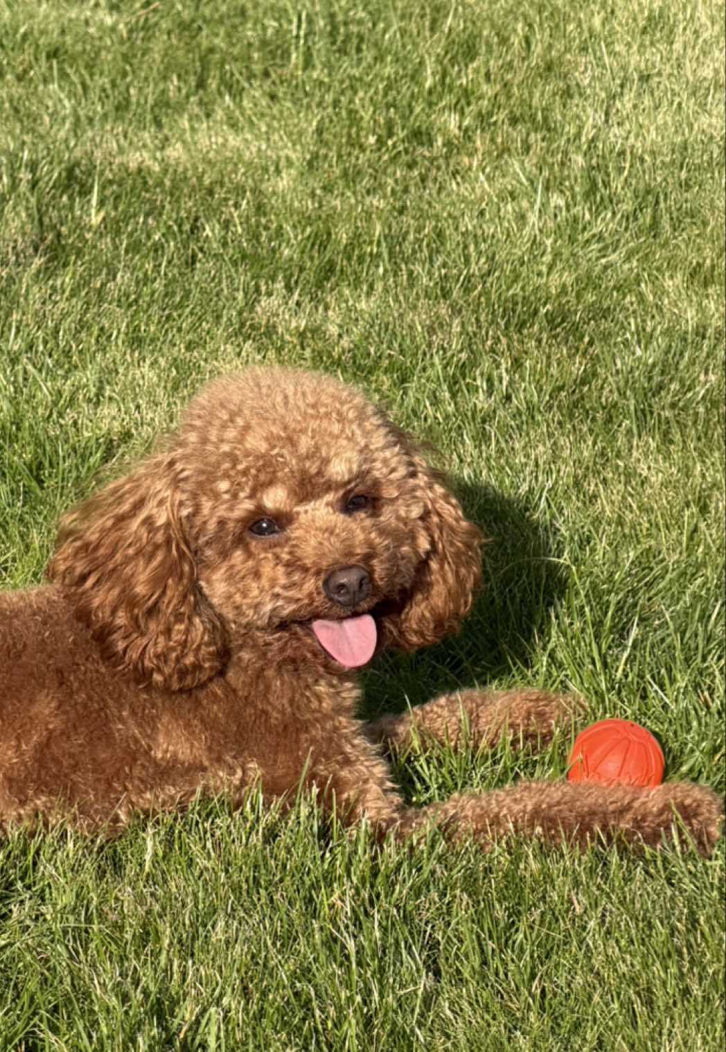 Безумовна любов 🤎#toypoodle #тойпудель #poodlesoftiktok #dogsofttiktok #dogs 