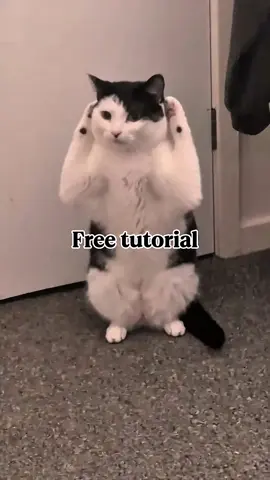 how to create the trending cat dancing video  ai cat dancing trend on tiktok tutorial  how to make a dancing cat video from photo  cat dancing ai effect tutorial  how to create your own ai cat dance video#KLingCreators #KlingAI 
