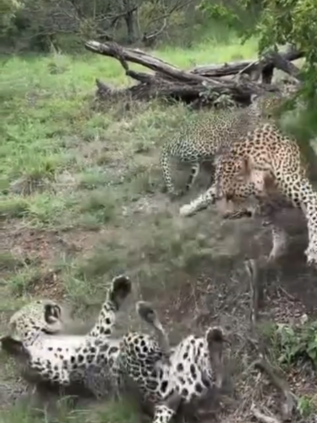 Cheetah Versus Cheetah, Who Will Be The Winner #animals #cheetah #wildlife #nature #fyp 