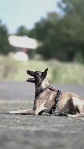 K9 AMAZING DOGS 🐕 VIRAL TIKTOK TEAM UNFREEZE MY ACCOUNT #K9 #dog #100kviews #DogTraining #k9softiktok 