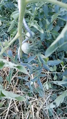 les bébé tomates