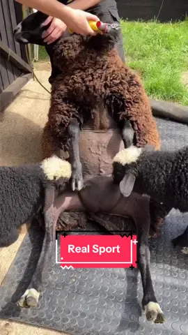 Sheep shearing is actually a real sport #sheep #shearing #competition #animals #fypシ゚viral 
