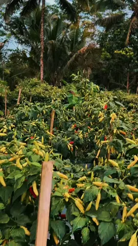 #kebuncabe #kebuncaberawitlebat #caberawit🌶 #caberawitori 