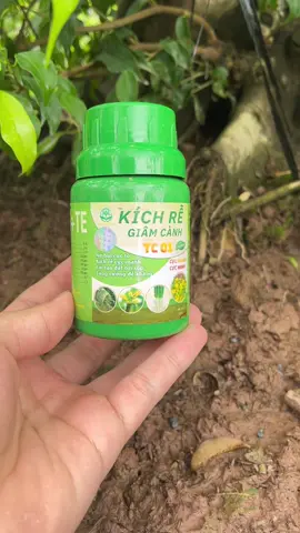 Kích Rễ Cực Mạnh TC01 #xuhuong #tc01 
