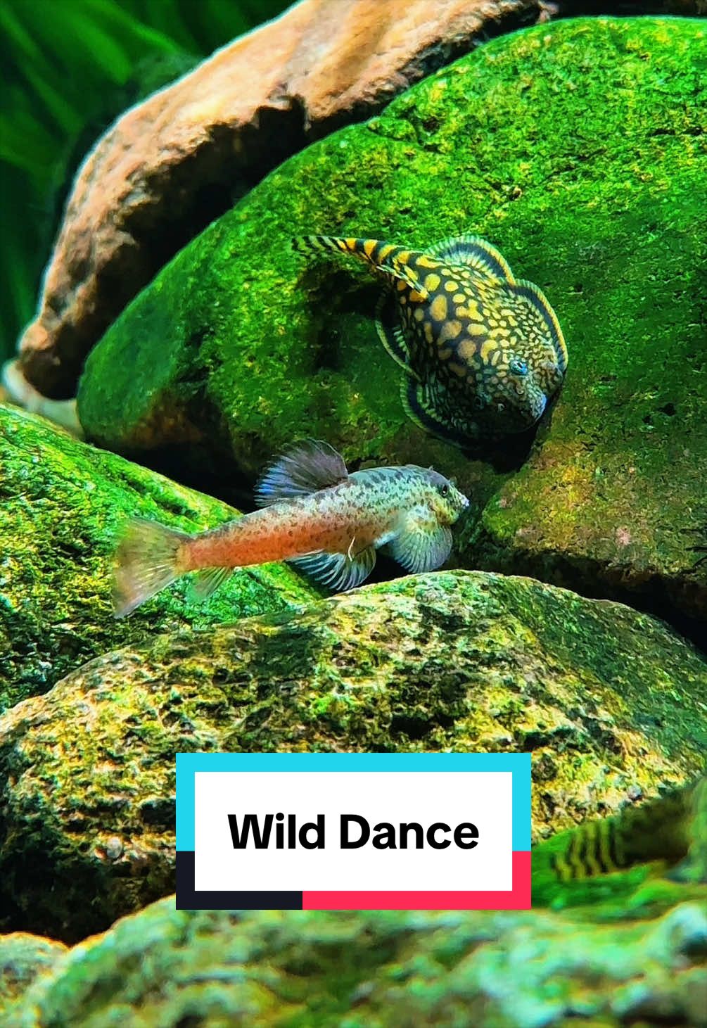 Những hành vi sinh học tự nhiên tuyệt đẹp. #biotope #gobyaquarium #toptrending #suoidadep #tibabuom 