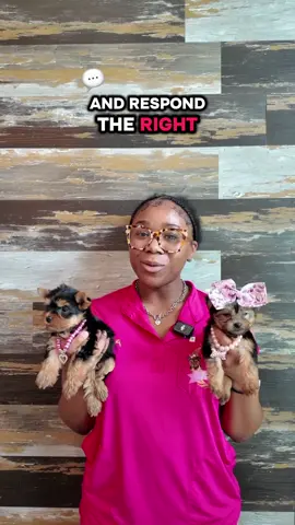 The Yorkies of Houston way🐶🐾 #YorkiesOfHouston #fyp #yorkie #trending #Yorkietips 