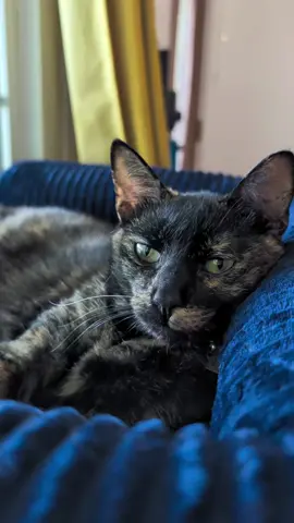 the reason why there are more videos and pictures of Bell than Wynn is because as soon as Wynnie notices a camera on her, she's coming for pets #thechaosmonsters #catsoftiktok #Wynnie 