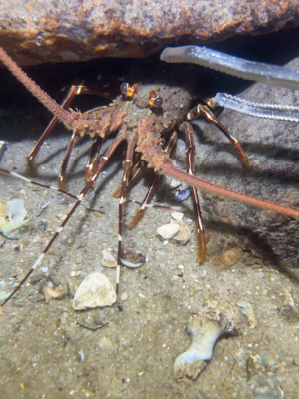 #lobster #eel #crab #fishing #diving #deepsea #eels #nature #catchthesea #beach #asmr #sea
