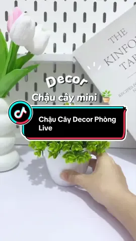 Chậu Cây Decor Phòng Live #tannereview 