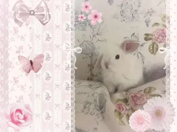 ִֶָ𓂃 ࣪˖ ִֶָ🐇་༘࿐ #moodboard #bunnies #bunny #softaesthetic #dollette 