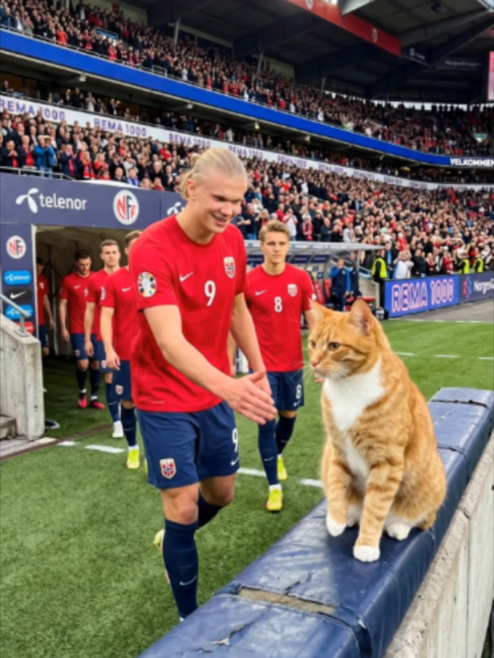 Haaland started it… then the whole team joined in 😹⚽️🐾 #Haaland #FootballTikTok #FunnyCats #CatHighFive #ViralCats