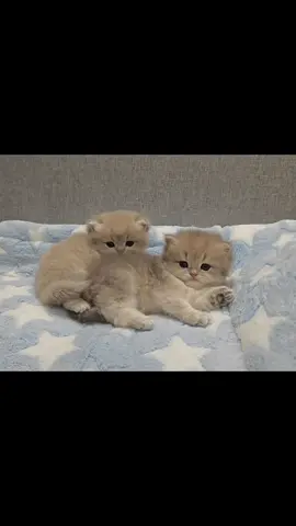 Little kitty 🐈 finding inner peace 🧘✨ adorable moment 💖 #CuteKitty#YogaTime#PeacefulVibes#CatLover#FunnyCat 