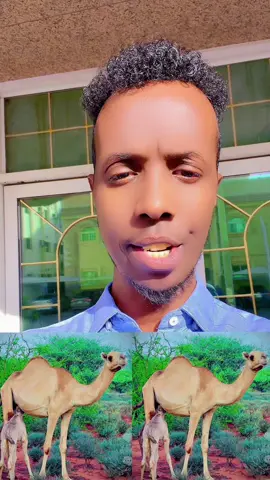 Gabaygaan masoo dhamaystirnaa @CARFOON TAAKO🇸🇴🦁 @ABW CARFOON TAAKO🦁 @Fartun.MJ🇸🇱🆎🇸🇴 @Sirad Fandhe❤️ @TOOLMOON🩺🤫 @ONTIRA🇸🇱 @Fiidmer__🦋 @Gabar mudug🇸🇴🇸🇱 @abwaanad samo jecel  🇸🇴🇬🇧 @Abawand xubi🇸🇱 🇸🇴💎 @Ahmed-duco🇸🇴💺🇸🇱 @Abwaan_Cadaawe @Abdi khadar muuse 