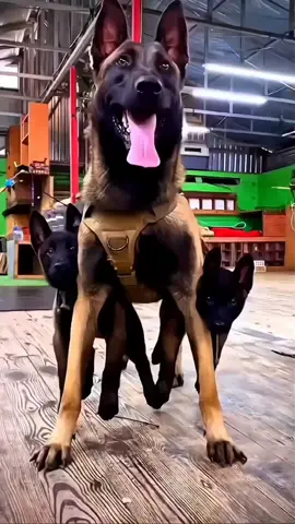 #k9#USA#dogsoftiktok #malions #belgianmalinois 