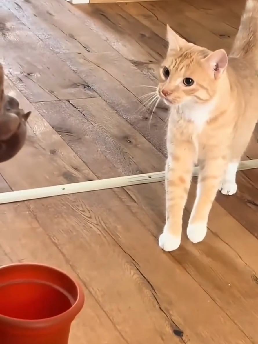 #cat #cute #catvideo #cutecat #funnyvideo 