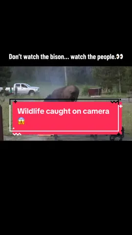 I knew exactly what was about to happen… they didn’t. 😳 #bison #wildlife #nature #fyp #caughtoncamera 