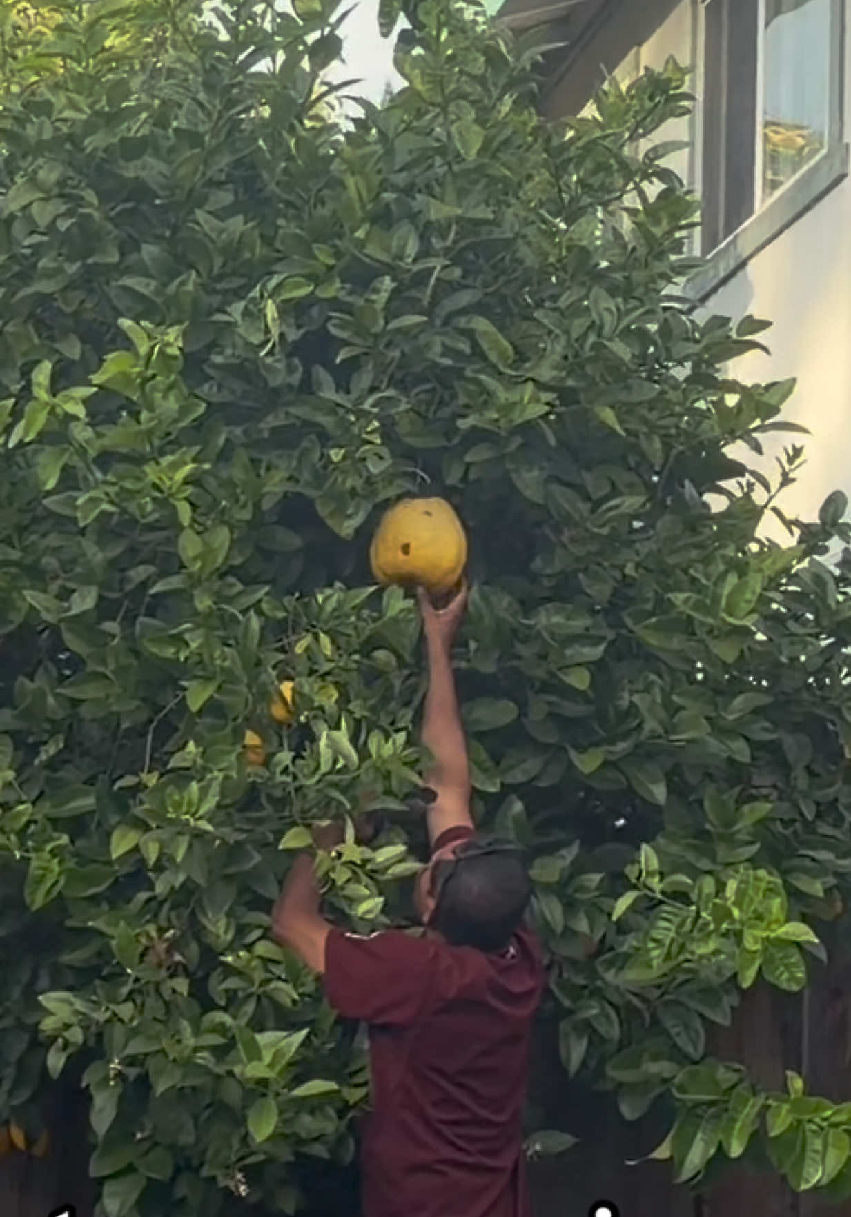 This lemon has absolutely no business being this big 💀🍋 #lemon #haha #fyp #family #trending 