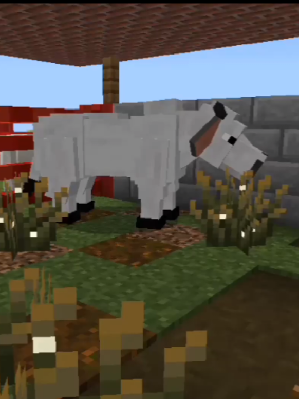 Hoy compré un toro Nelore lo trajeron desde Brasil a México. #bovinos #granja #rancho #Minecraft #fyppppppppppppppppppppppp 