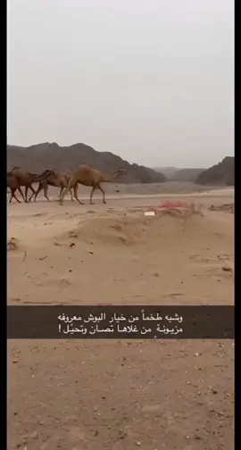 #سهاجات_ابن_محيدي #tiktok #اكسبلور #fypシ #foryou 