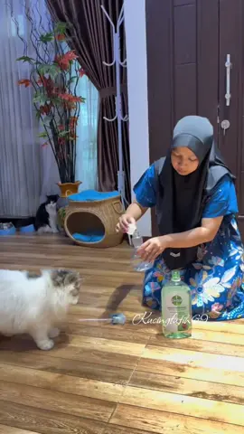 Menjaga kebersihan rumah itu penting,kalo soal kuman dan bakteri aku percayakan sama detol yang sudah terbukti efektif basmi kuman dan bakteri sampai 99,99%#kucingfatih69 #detol #detolmultipurpose #disinfectant #kucing 