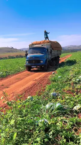 🍉🙏🏼#galeradamelancia🍉😎 #galeraqueacelera #galeradoagro🚜👊🇧🇷🌱🛩 #fyp #galeradamelancia🍉😎 