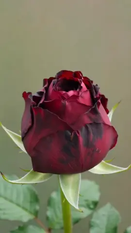 #flower #цветы 