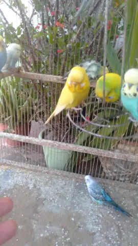 #budgies #budgiesontiktok #budgies707 