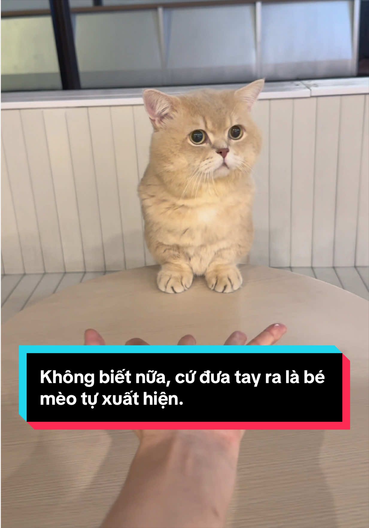 Không biết nữa, cứ đưa tay ra là bé mèo tự xuất hiện. #mèo #meow #mèocon #dễthương #đángyêu 