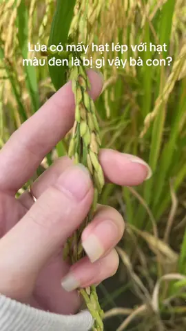 Ruộng bà con mình có bị tình trạng giống em hong🥹🌾