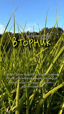 Вторник 🌳🌤️   Доброе Утро ☀️  #утренняямотивация  #вторник #доброеутро #открытка  #лето 